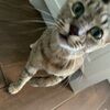 kittyluvr9